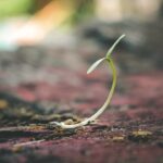 Une photo d'une graine germinant. Cela symbolise le début d'un nouveau voyage et la croissance, ce qui correspond bien à l'idée de transformation numérique opéré par Leading Change