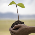 bloomy earth plant trees online for free