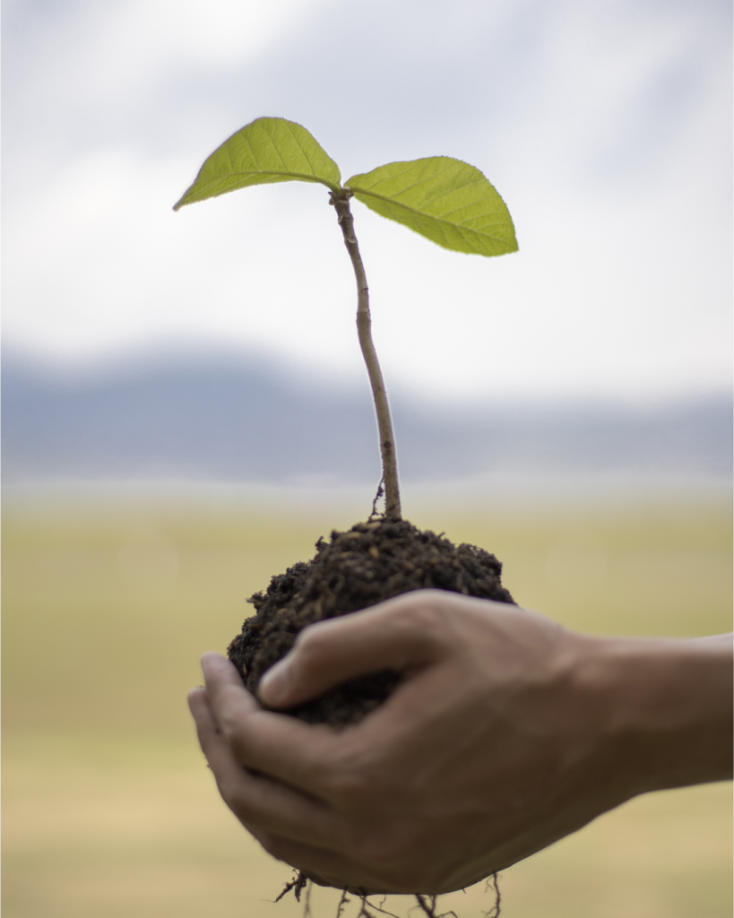 bloomy earth plant trees online for free