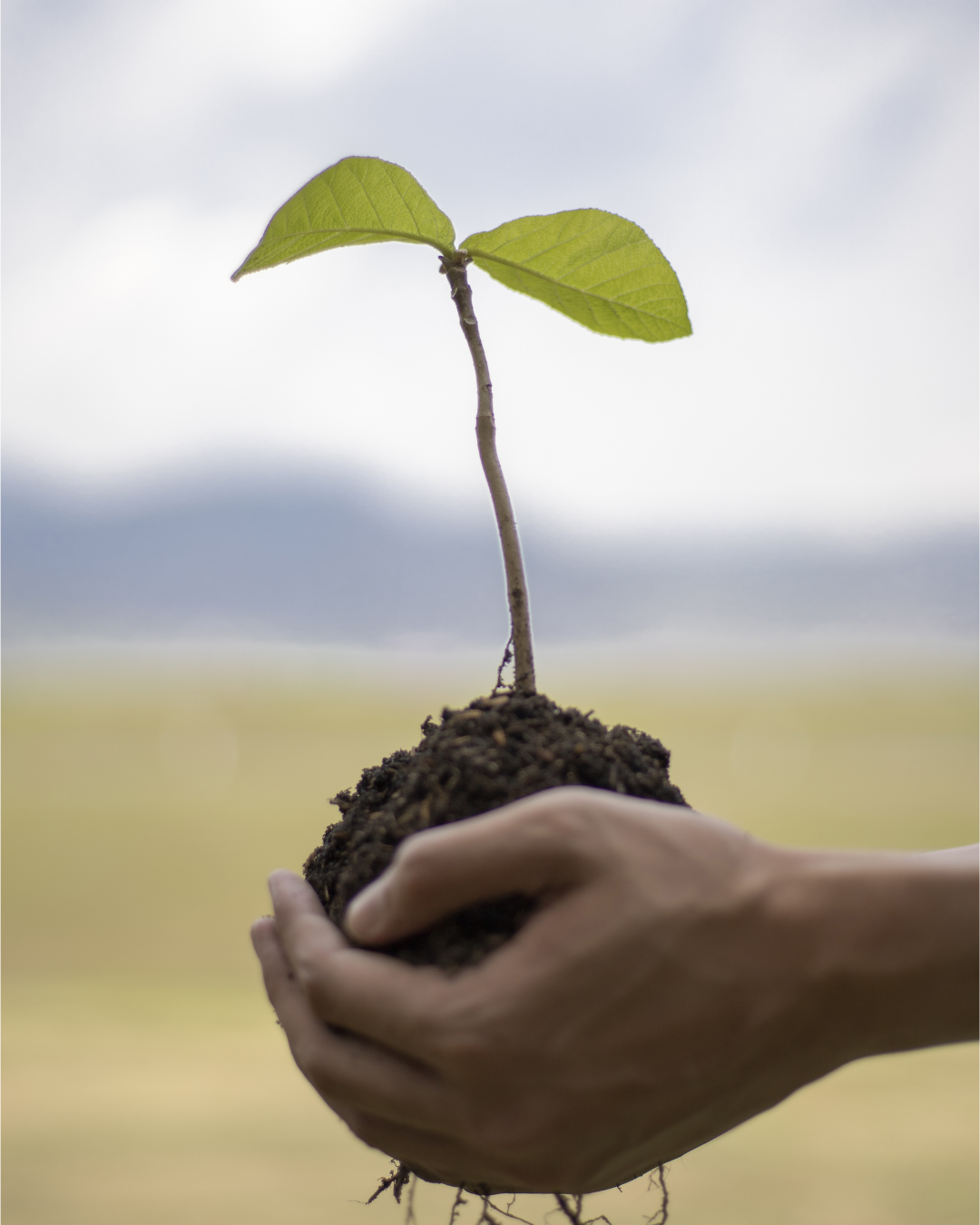 bloomy earth plant trees online for free